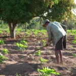 Nouvo pwojè pou devlopman agrikilti a kòmanse